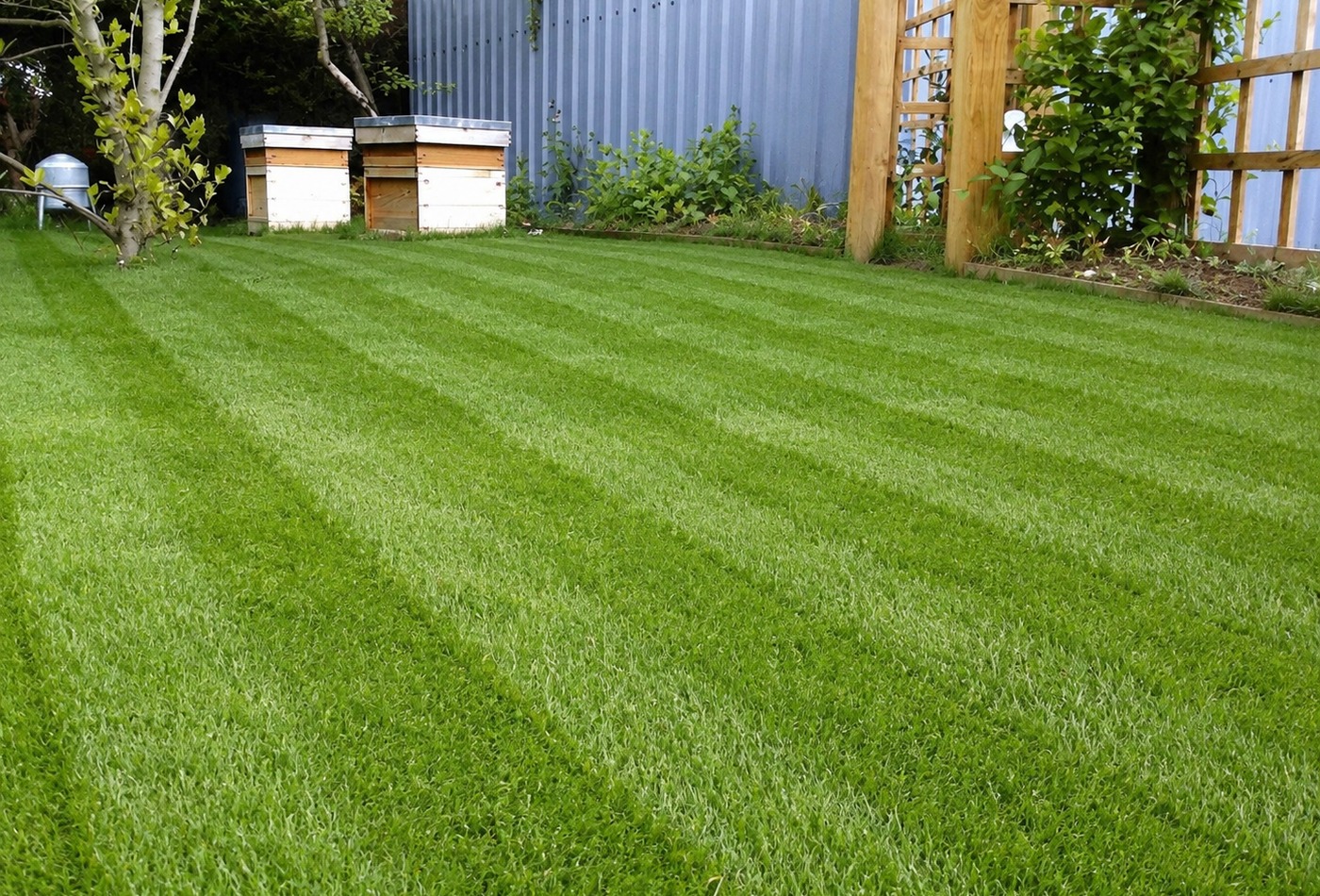 Clean lawn mowing service